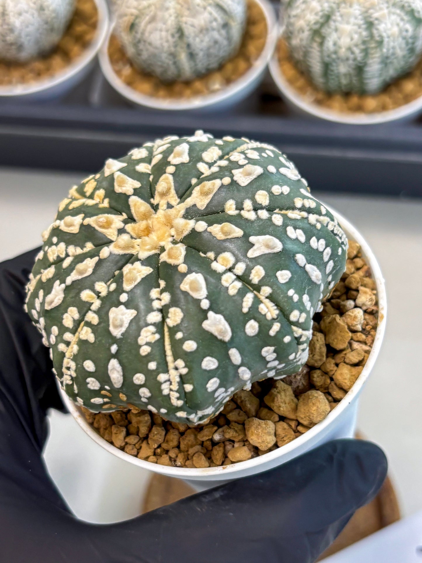 Astrophytum V-Type (at5) (b7) | Star Cactus