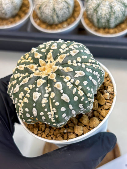 Astrophytum V-Type (at5) (b7) | Star Cactus