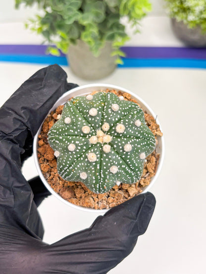 Astrophytum Star Shape (t3) (p4) | 3" Pot