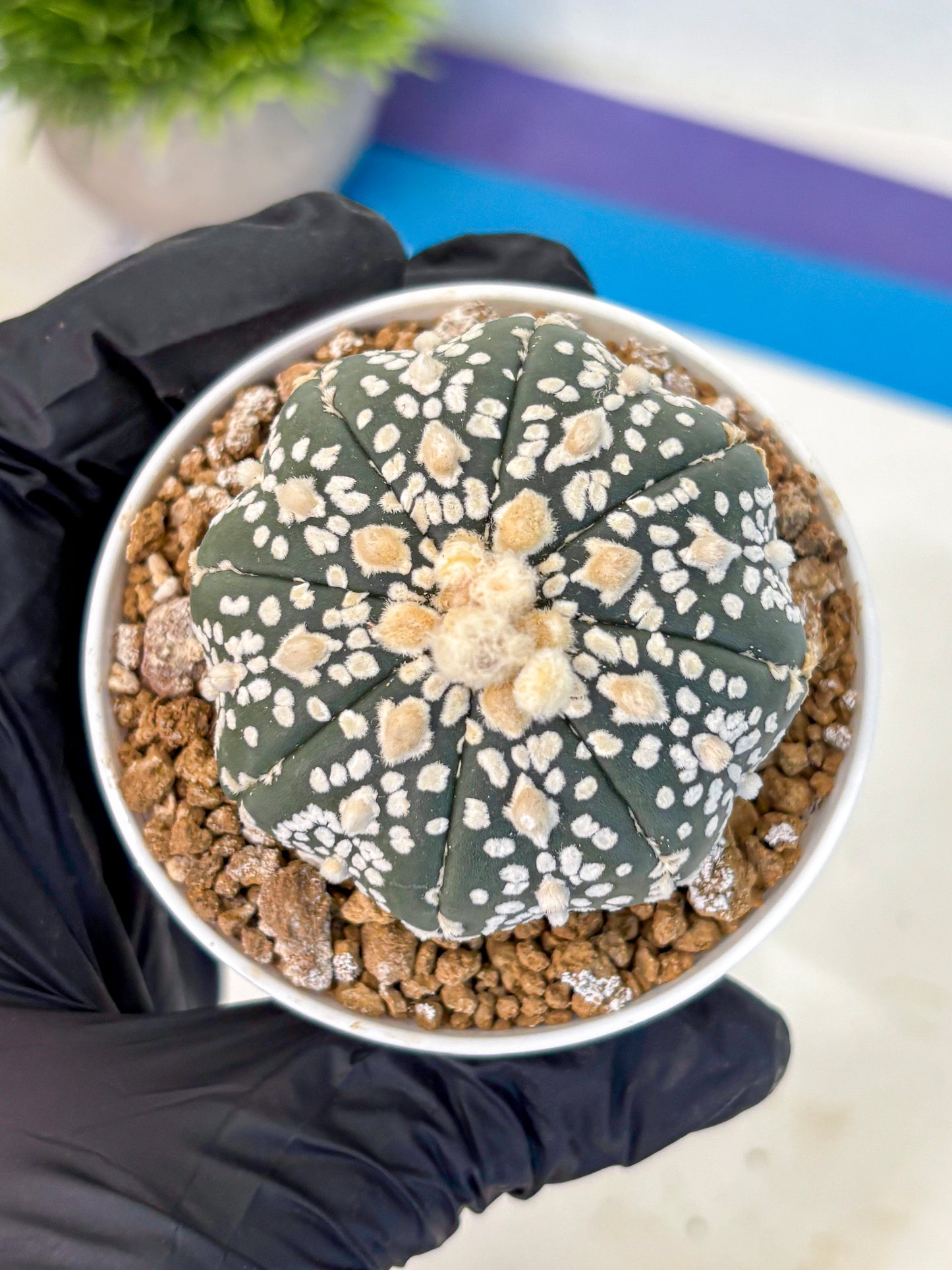 Astrophytum Super Kabuto (at1) (07) | Collection Plant | Rare Cactus