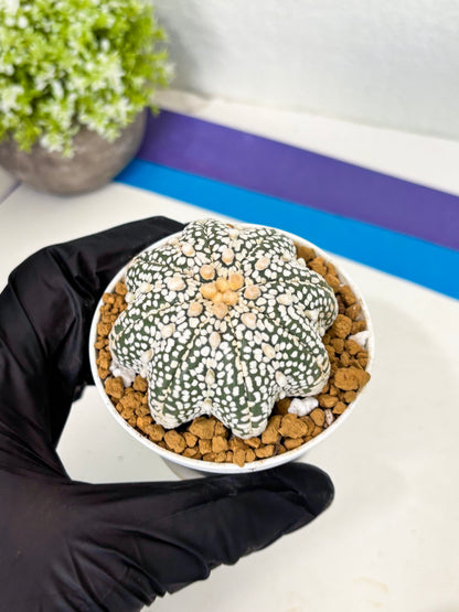 Astrophytum Star Shape (at2) (y5) | Rare Cactus