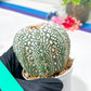 Astrophytum Super Kabuto (#T6A) | Nevada Botanical Shop | 3" Pot