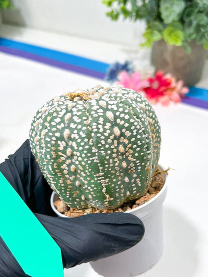 Astrophytum Super Kabuto (#T6A) | Nevada Botanical Shop | 3" Pot