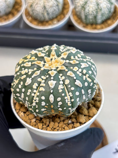 Astrophytum V-Type (at5) (b7) | Star Cactus