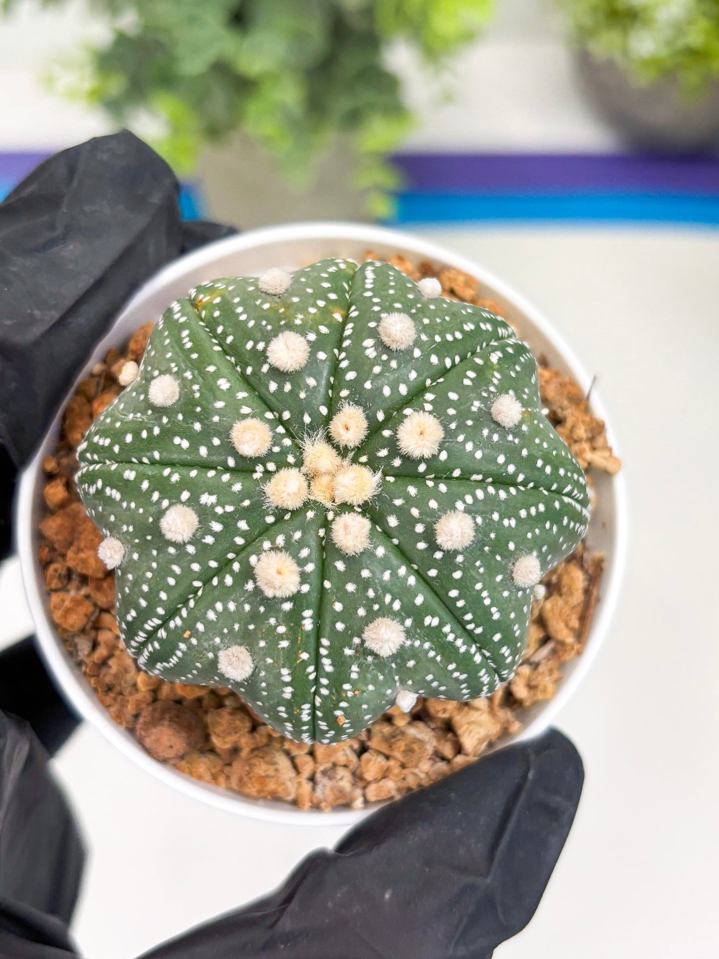 Astrophytum Star Shape (t3) (p4) | 3" Pot