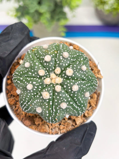 Astrophytum Star Shape (t3) (p4) | 3" Pot