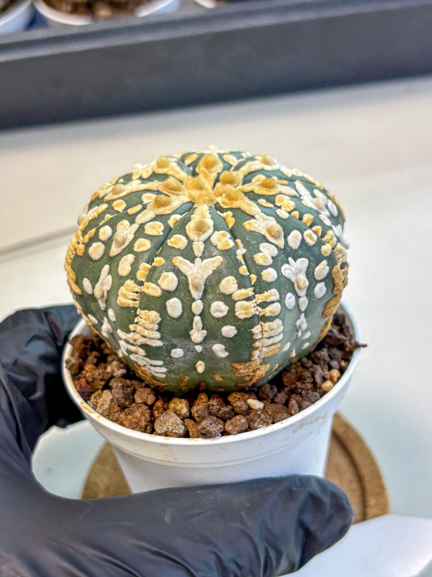 Astrophytum V Type (at4) (08) | Star Cactus