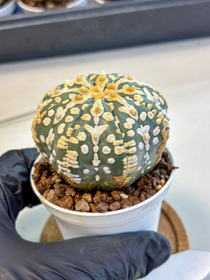 Astrophytum V Type (at4) (08) | Star Cactus