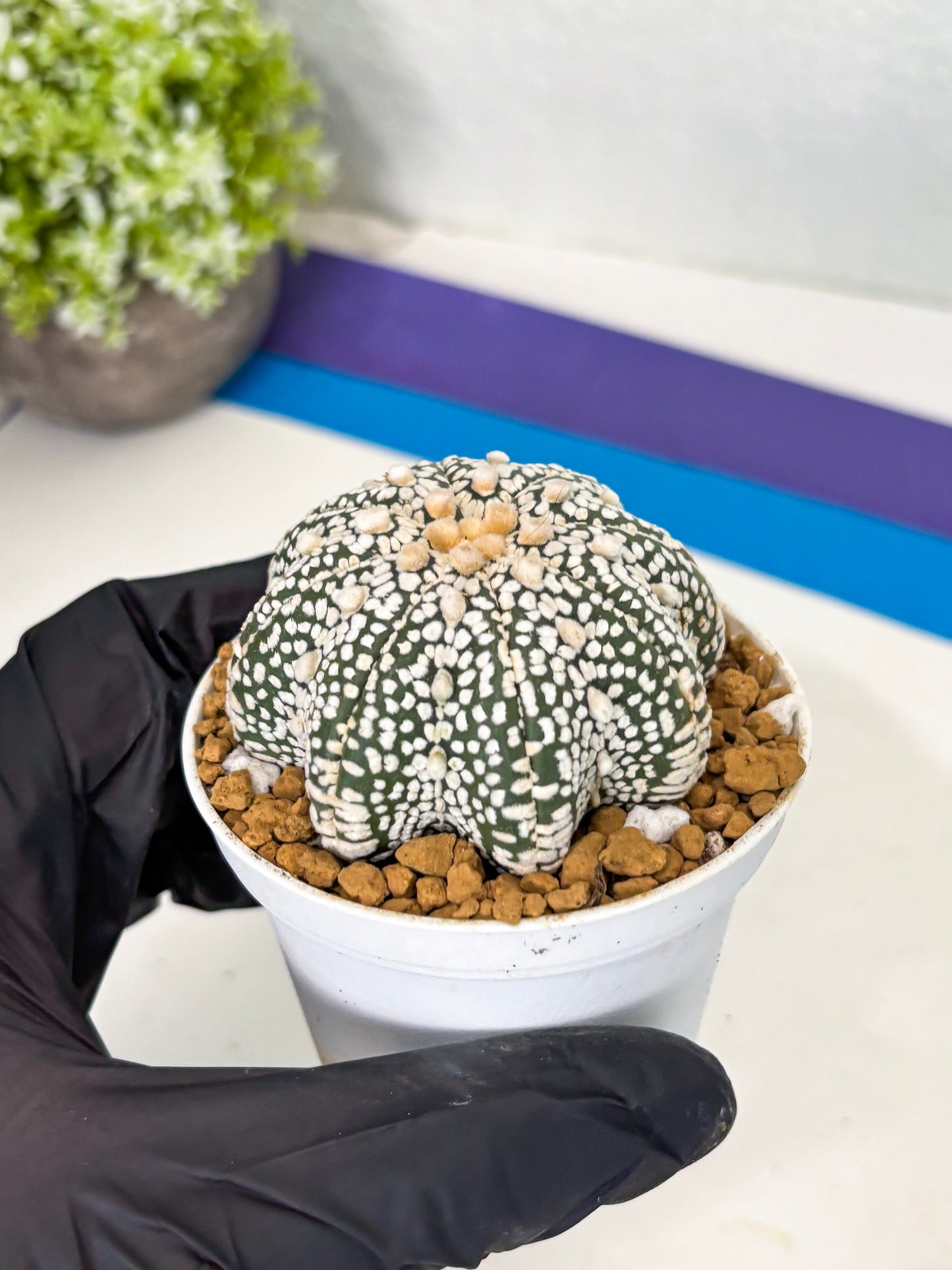 Astrophytum Star Shape (at2) (y5) | Rare Cactus