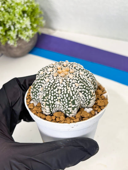 Astrophytum Star Shape (at2) (y5) | Rare Cactus