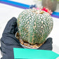 Astrophytum Super Kabuto (#T6A) | Nevada Botanical Shop | 3" Pot