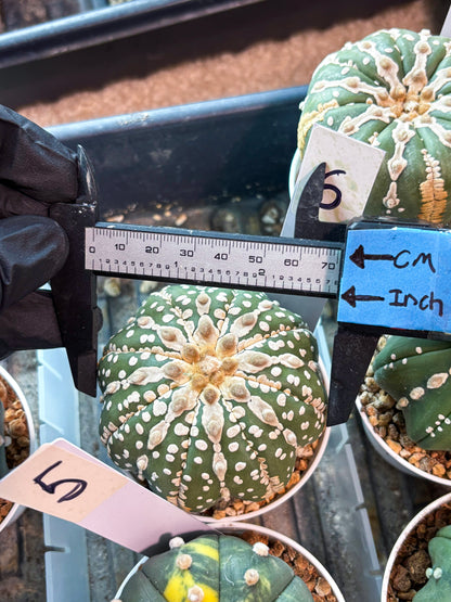 Astrophytum V-type Nudum (t10) (y6) | Imported From Japan/korea