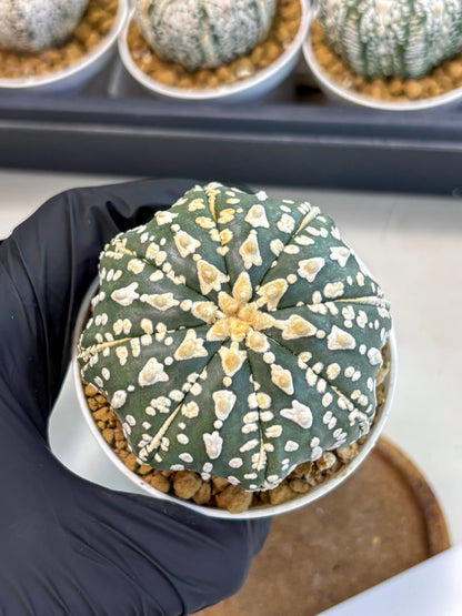 Astrophytum V-Type (at5) (b7) | Star Cactus