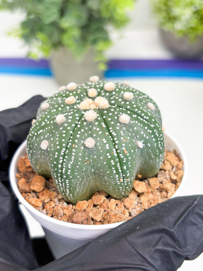 Astrophytum Star Shape (t3) (p4) | 3" Pot