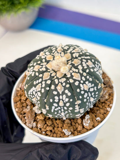 Astrophytum Super Kabuto (at1) (07) | Collection Plant | Rare Cactus
