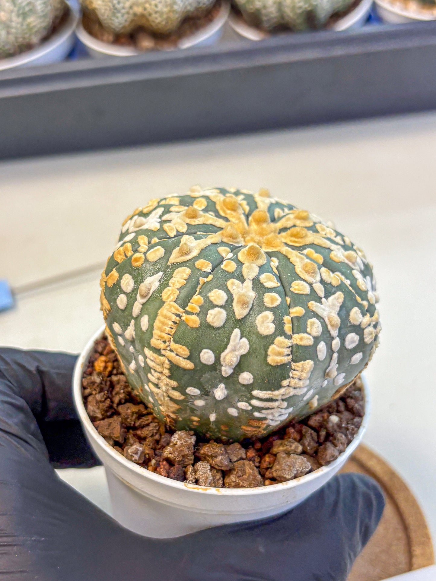 Astrophytum V Type (at4) (08) | Star Cactus