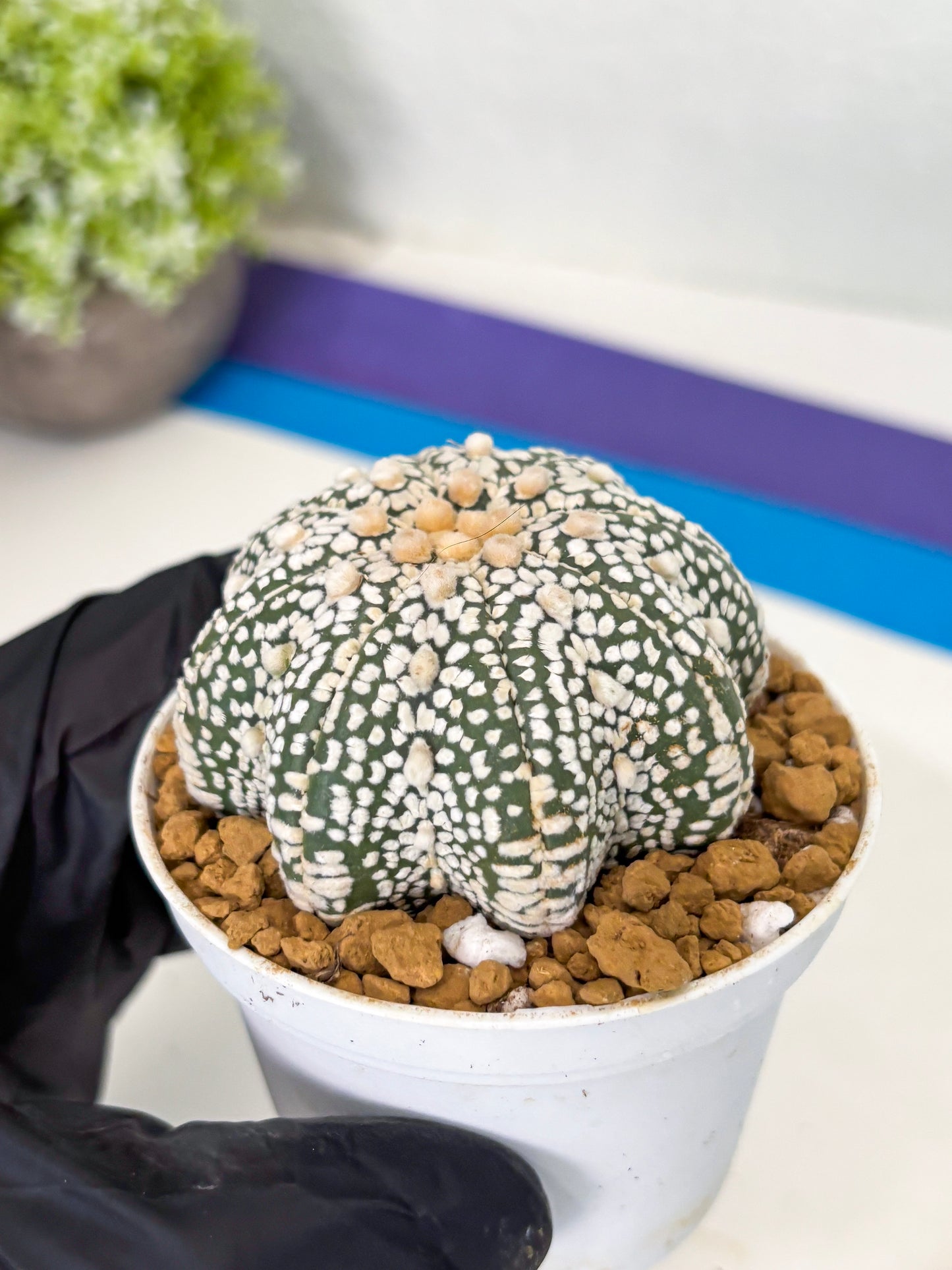 Astrophytum Star Shape (at2) (y5) | Rare Cactus