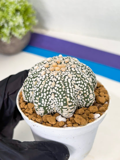 Astrophytum Star Shape (at2) (y5) | Rare Cactus