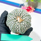 Astrophytum Super Kabuto (#T6A) | Nevada Botanical Shop | 3" Pot