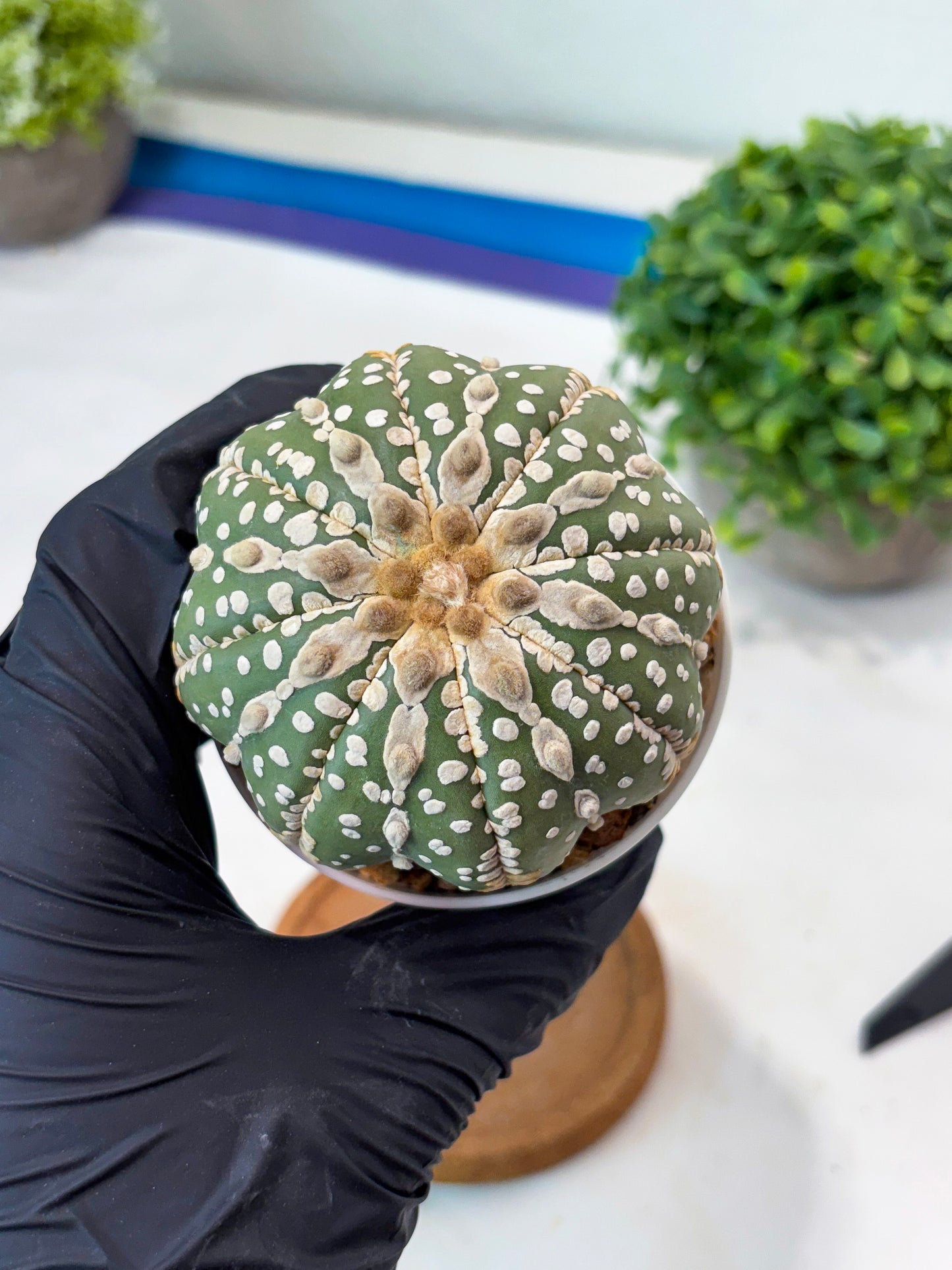 Astrophytum V-type Nudum (t10) (y6) | Imported From Japan/korea