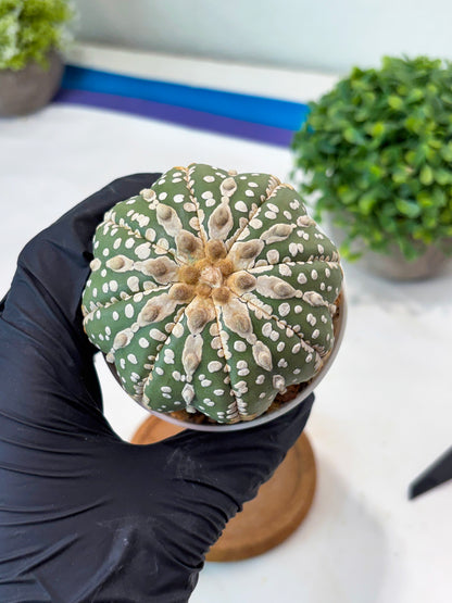 Astrophytum V-type Nudum (t10) (y6) | Imported From Japan/korea