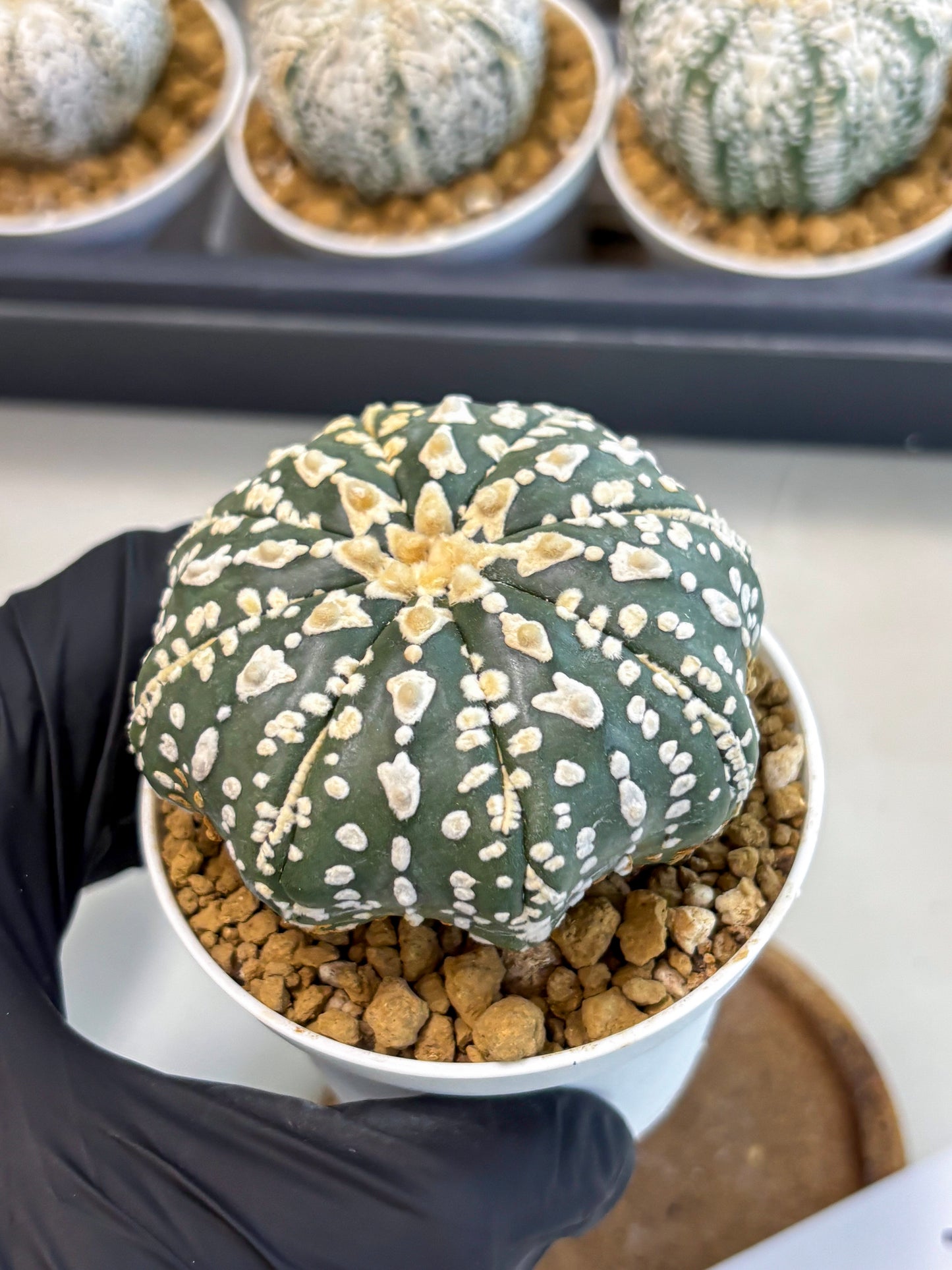 Astrophytum V-Type (at5) (b7) | Star Cactus