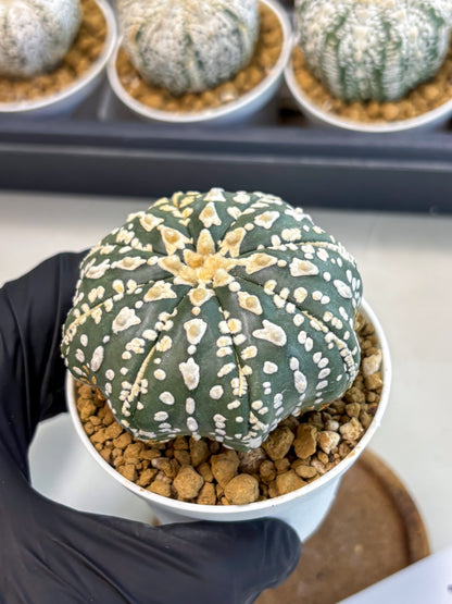 Astrophytum V-Type (at5) (b7) | Star Cactus