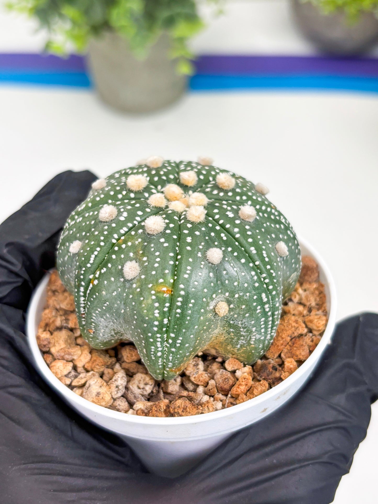 Astrophytum Star Shape (t3) (p4) | 3" Pot