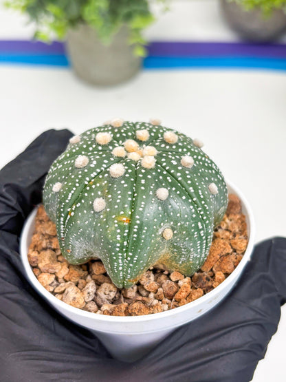 Astrophytum Star Shape (t3) (p4) | 3" Pot