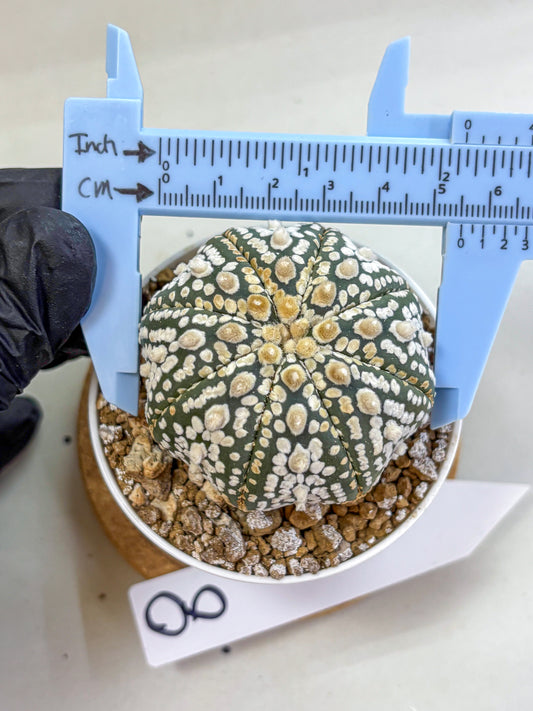 Astrophytum Super Kabuto (at1) (08) | Collection Plant | Rare Cactus