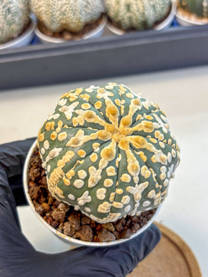Astrophytum V Type (at4) (08) | Star Cactus