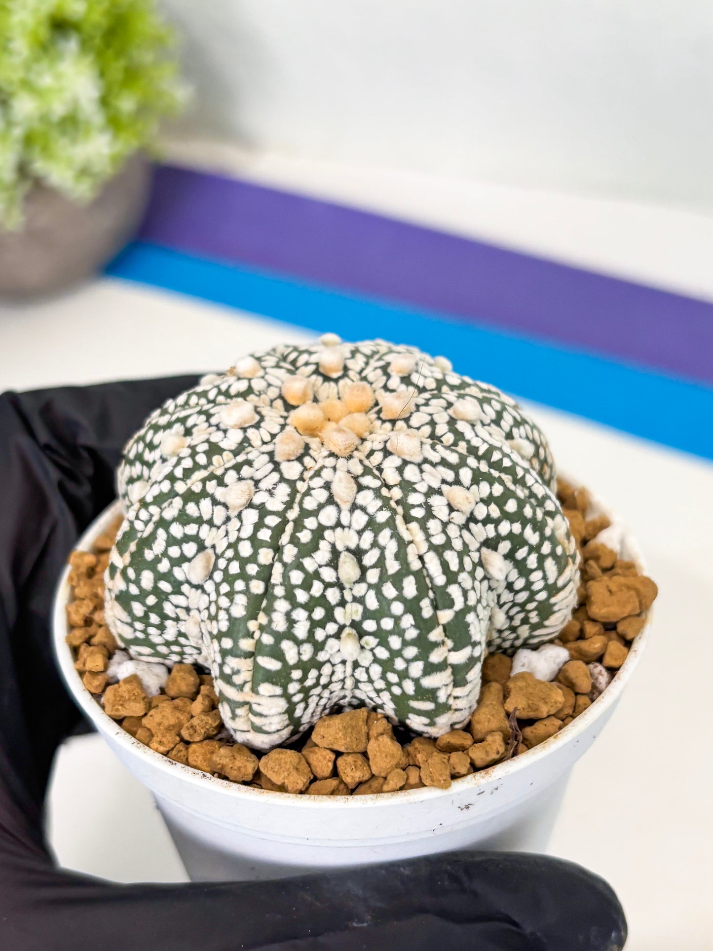 Astrophytum Star Shape (at2) (y5) | Rare Cactus