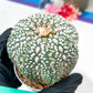 Astrophytum Super Kabuto (#T6A) | Nevada Botanical Shop | 3" Pot