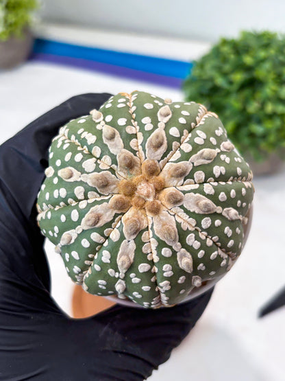 Astrophytum V-type Nudum (t10) (y6) | Imported From Japan/korea