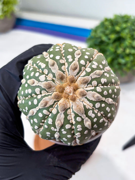 Astrophytum V-type Nudum (t10) (y6) | Imported From Japan/korea