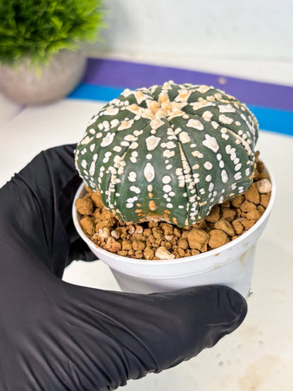 Astrophytum V-Type (at5) (b7) | Star Cactus