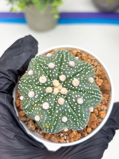 Astrophytum Star Shape (t3) (p4) | 3" Pot