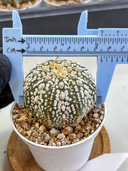 Astrophytum Super Kabuto (at1) (08) | Collection Plant | Rare Cactus
