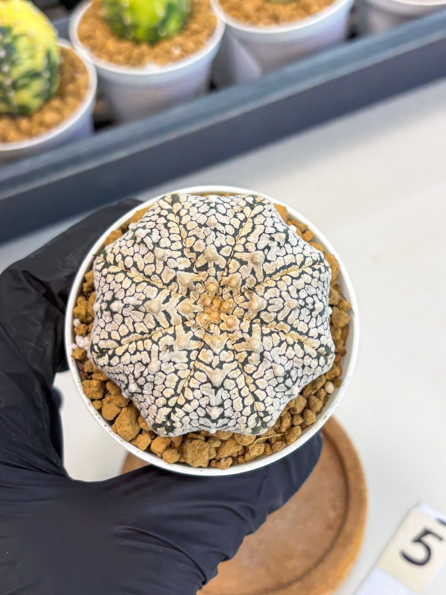 Astrophytum V-Type (at1) (p5) | Imported Cactus