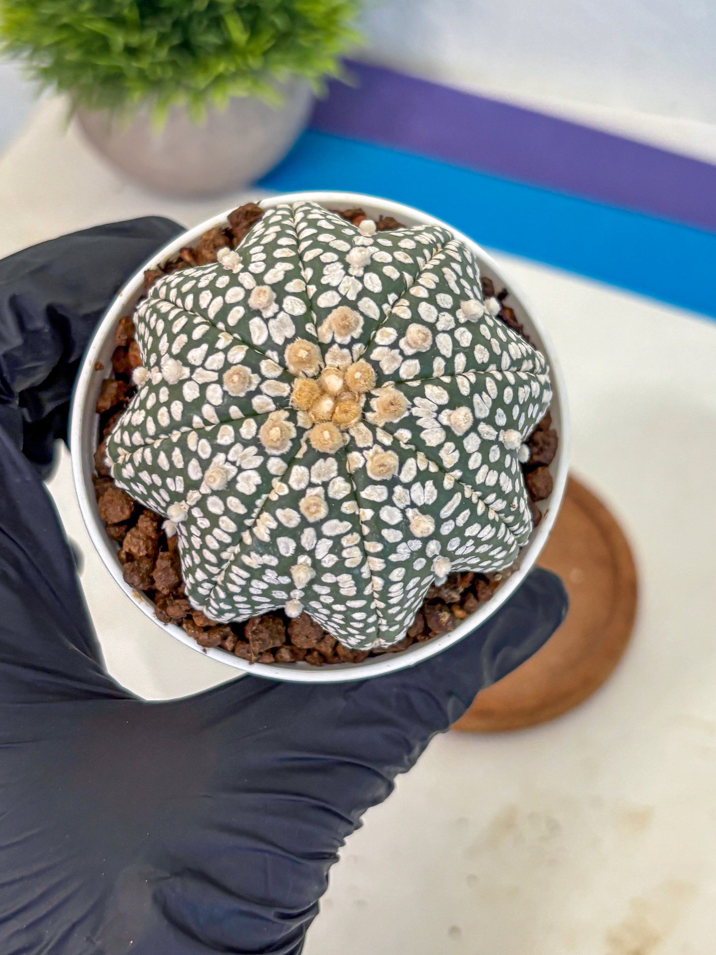 Astrophytum V Type (at5) (02) |  Sea urchin cactus
