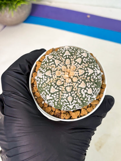 Astrophytum V-Type (at5) (p2) | Rare imported Plant