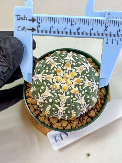 Astrophytum V Type (at2) (03) | Live Plant | Rare Collection