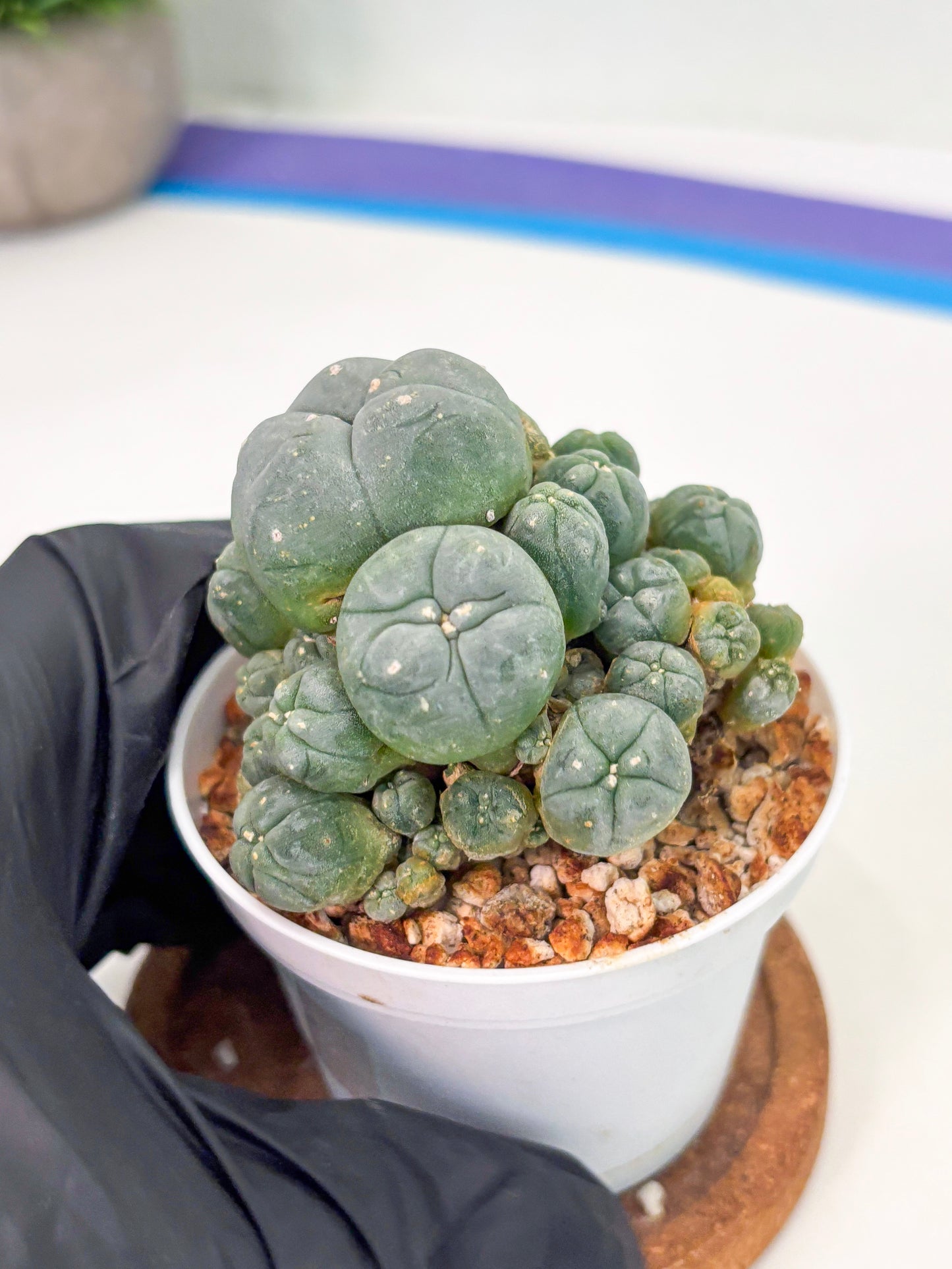 Spineless Cactus (Lo1) (p3) | For Advanced Growers