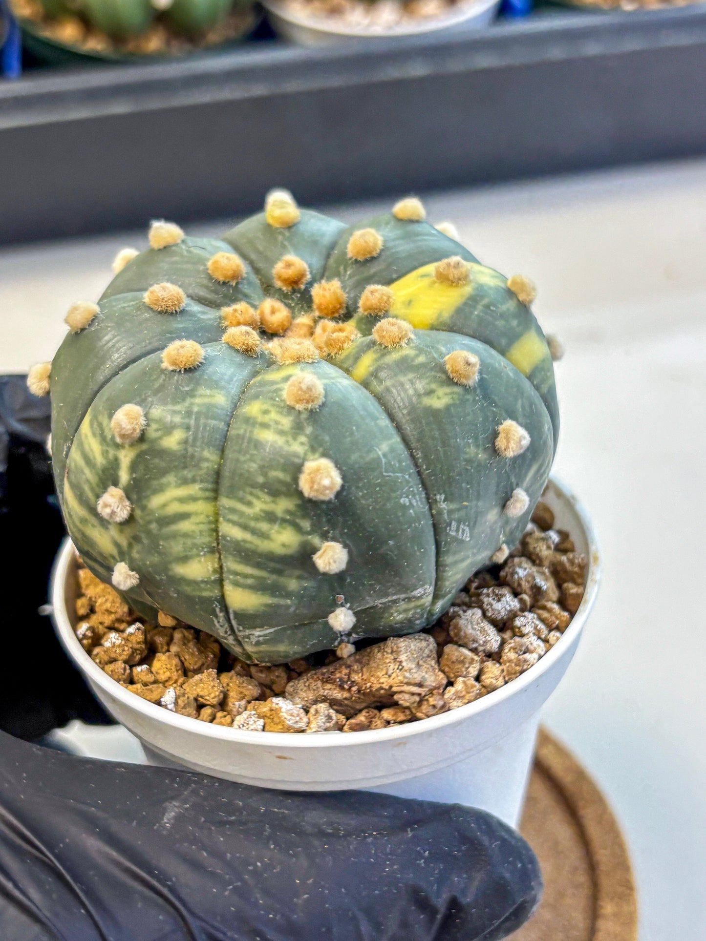 Astrophytum Variegated (at9) (03) | Rare Plant | Live Cactus