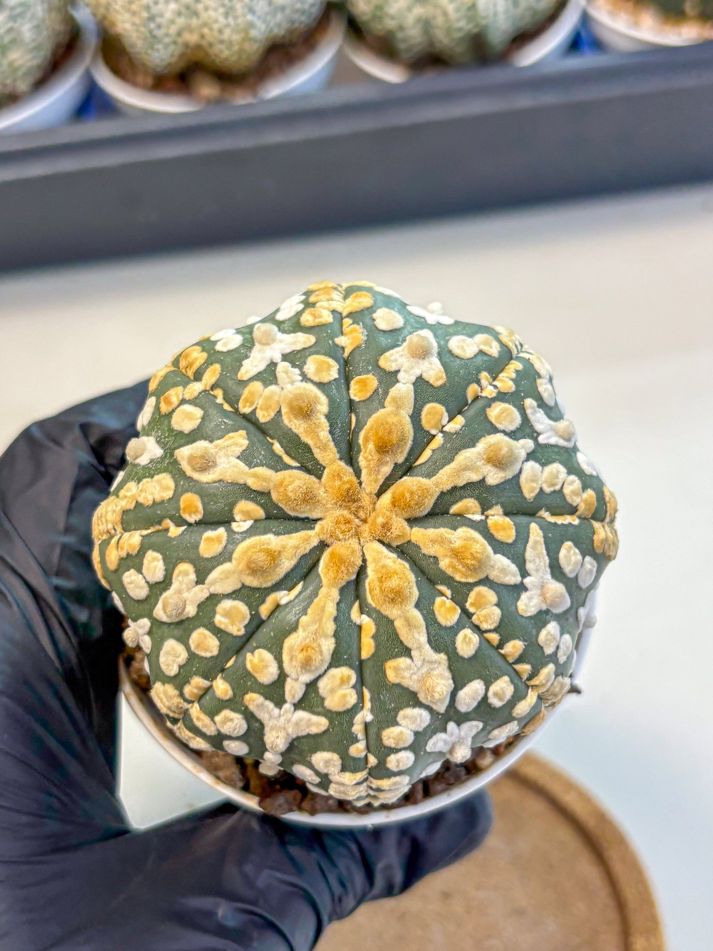 Astrophytum V Type (at4) (08) | Star Cactus