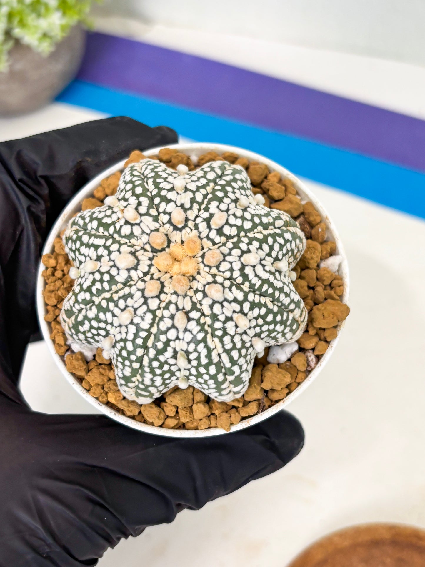 Astrophytum Star Shape (at2) (y5) | Rare Cactus