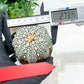 Astrophytum Super Kabuto (#T6A) | Nevada Botanical Shop | 3" Pot