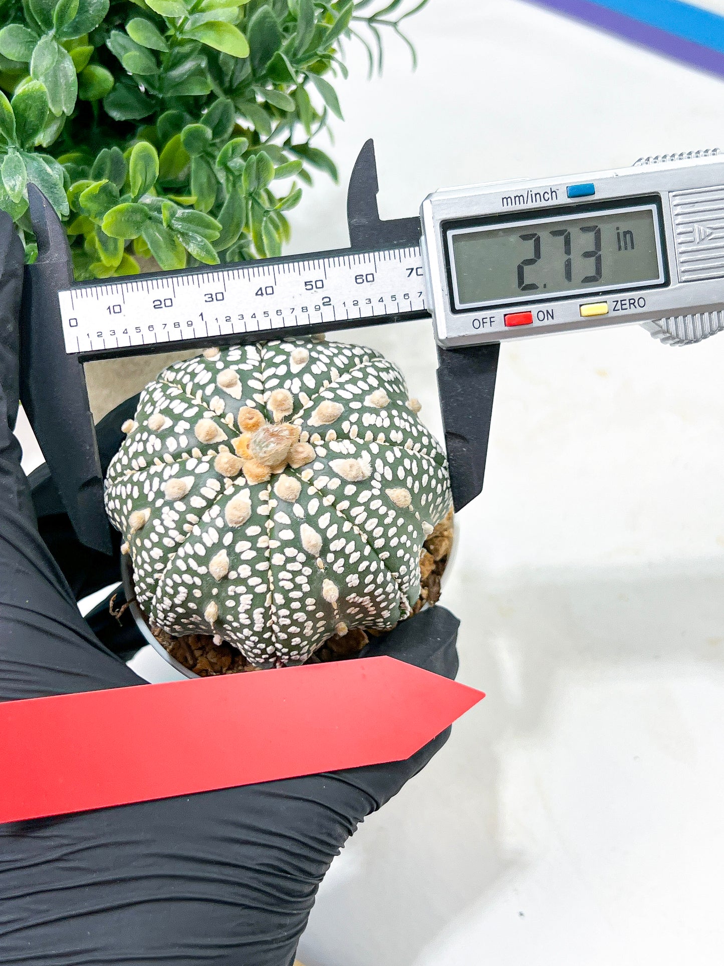 Astrophytum Super Kabuto (#T6A) | Nevada Botanical Shop | 3" Pot