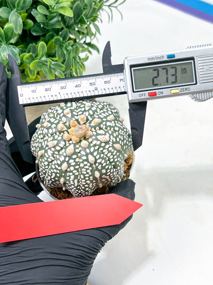 Astrophytum Super Kabuto (#T6A) | Nevada Botanical Shop | 3" Pot