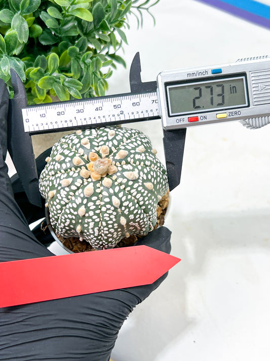 Astrophytum Super Kabuto (#T6A) | Nevada Botanical Shop | 3" Pot